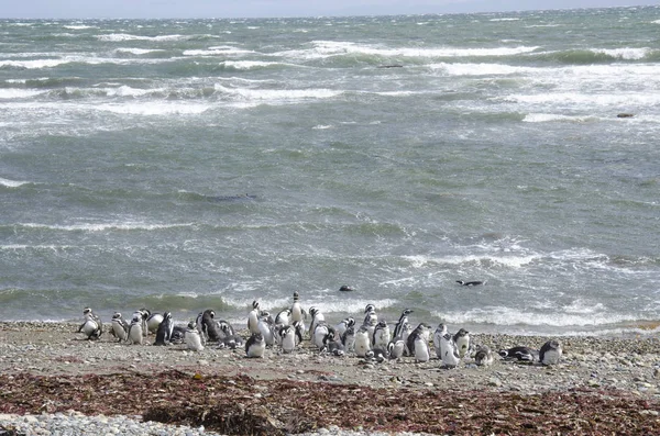 Punta Arenas - penguen kolonisi — Stok fotoğraf