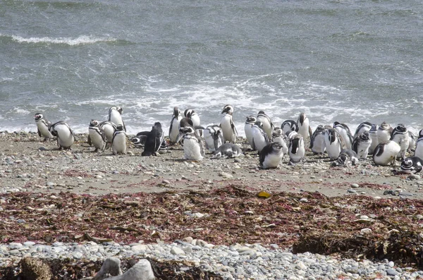 Punta Arenas - Colonia di Pinguini — Foto Stock