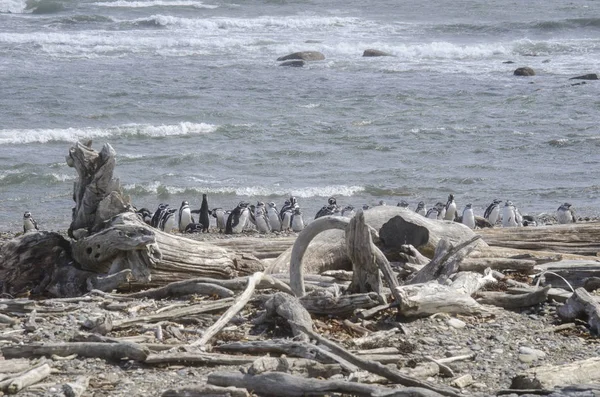 Punta Arenas - Penguin Colony — Stock Photo, Image