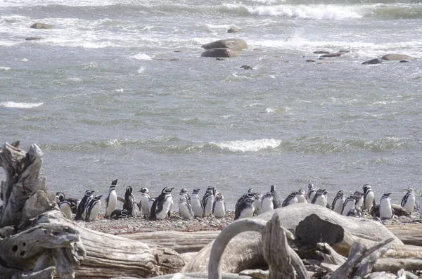 Punta Arenas - Colonie des pingouins — Photo