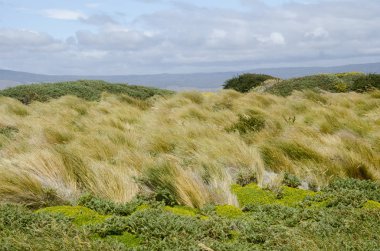 Görünüm Seno Otway - Patagonia - Şili