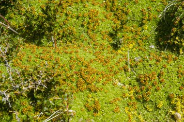 Bitki örtüsü Seno Otway - Patagonia - Şili