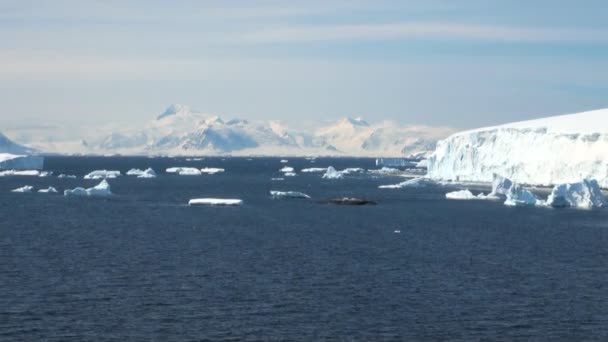 Línea costera de la Antártida - Calentamiento global - Formaciones de hielo — Vídeo de stock