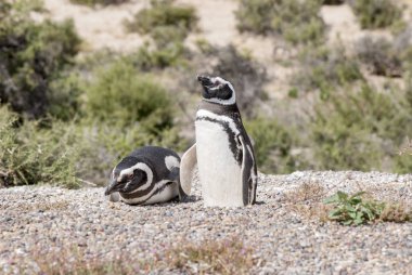 Magellanic Penguin of Punta Tombo Patagonia clipart