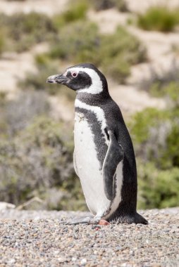 Punta Tombo Patagonya Macellan pengueni