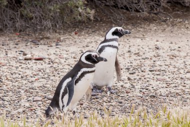 Punta Tombo Patagonya Macellan pengueni