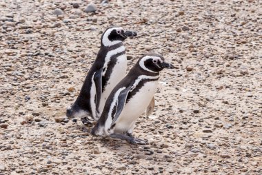 Punta Tombo Patagonya Macellan pengueni
