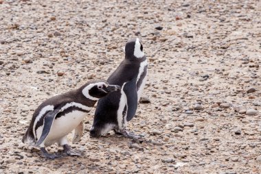 Punta Tombo Patagonya Macellan pengueni