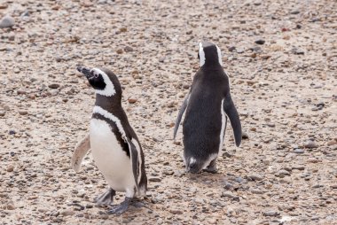 Punta Tombo Patagonya Macellan pengueni
