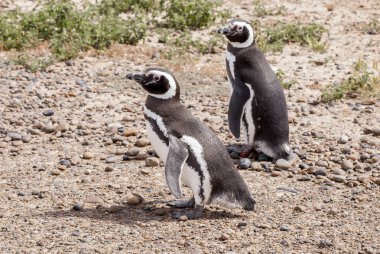 Punta Tombo Patagonya Macellan pengueni