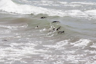 Punta Tombo Patagonya Macellan pengueni