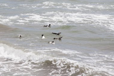 Punta Tombo Patagonya Macellan pengueni