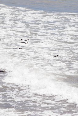 Punta Tombo Patagonya Macellan pengueni
