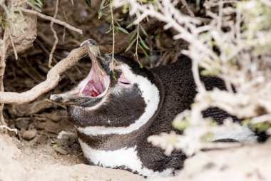 Punta Tombo Patagonya Macellan pengueni