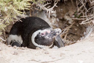Punta Tombo Patagonya Macellan pengueni