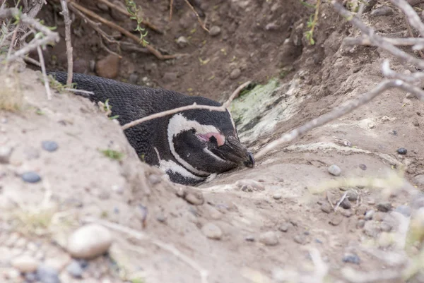 Pinguino Magellano di Punta Tombo Patagonia — Foto Stock