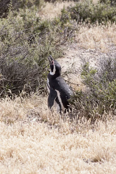 Magellanic Penguin of Punta Tombo Patagonia — Stock Photo, Image