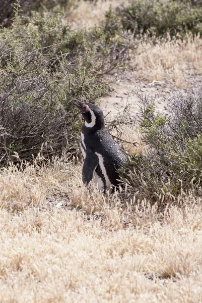 stock image Magellanic Penguin of Punta Tombo Patagonia