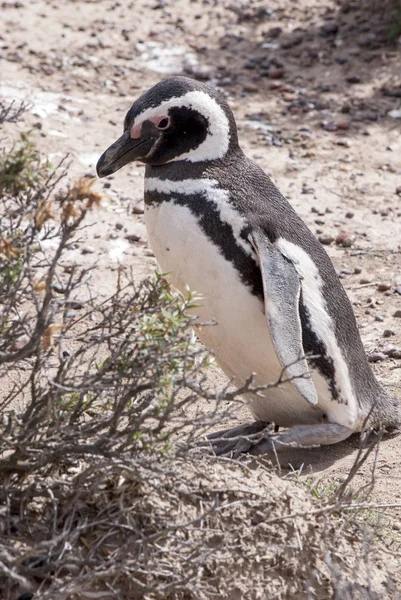 Pinguim de Magalhães de Punta Tombo Patagônia — Fotografia de Stock