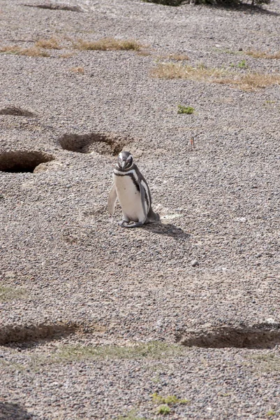 Magellanska pingvin Punta Tombo Patagonien — Stockfoto