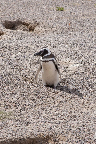 Pinguim de Magalhães de Punta Tombo Patagônia — Fotografia de Stock