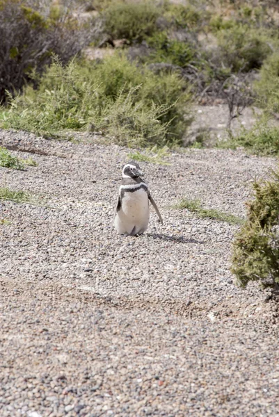 プンタ ・ トンボ ・ パタゴニアのマゼラン ペンギン — ストック写真