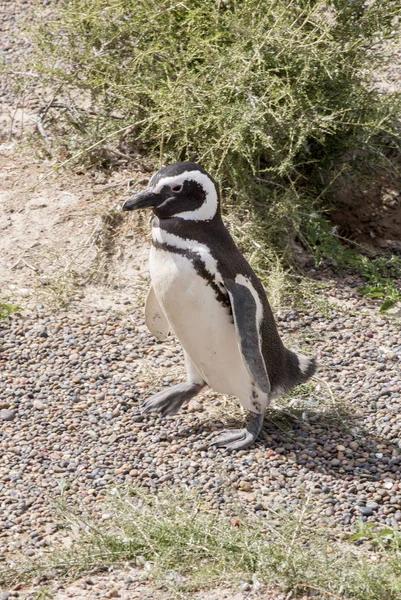 蓬塔通博巴塔哥尼亚的麦哲伦只企鹅 — 图库照片