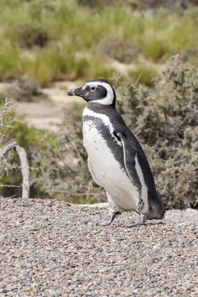 Pinguim de Magalhães de Punta Tombo Patagônia — Fotografia de Stock