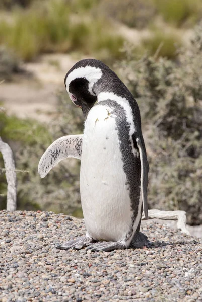 Pingüino magallánico de Punta Tombo Patagonia —  Fotos de Stock