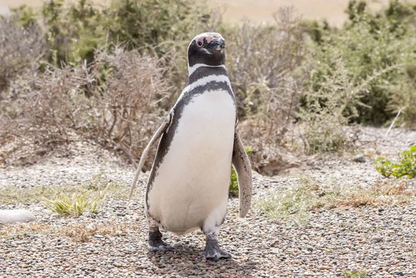 Pingwin magellański Punta Tombo Patagonii — Zdjęcie stockowe
