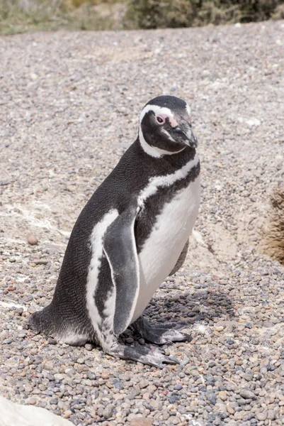 Магелланов пингвин из Пунта-Томбо-Патагония — стоковое фото