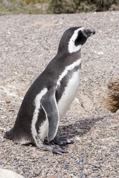 Pinguim de Magalhães de Punta Tombo Patagônia — Fotografia de Stock