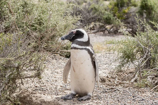 Pingüino magallánico de Punta Tombo Patagonia — Foto de Stock