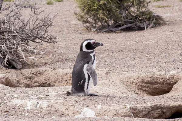 Pingouin Magellan de Punta Tombo Patagonie — Photo