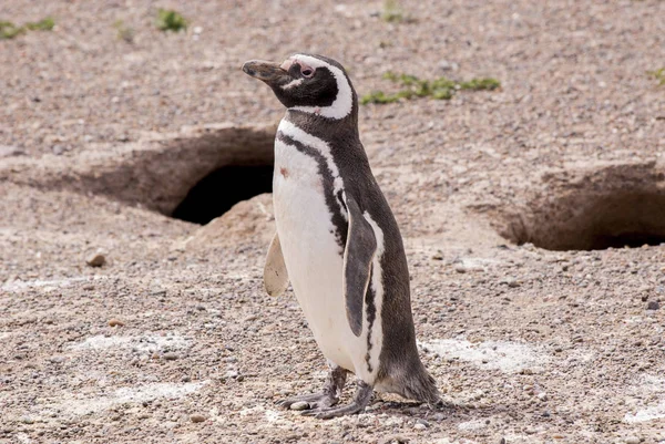 Pingüino magallánico de Punta Tombo Patagonia — Foto de Stock