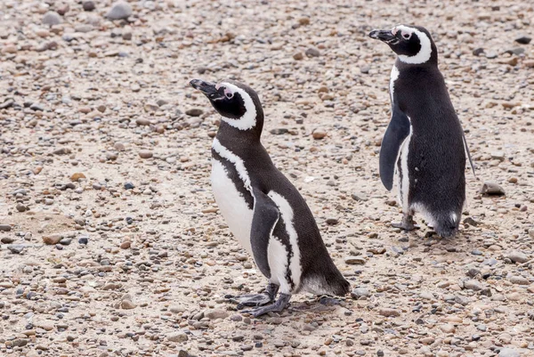 Pinguim de Magalhães de Punta Tombo Patagônia — Fotografia de Stock