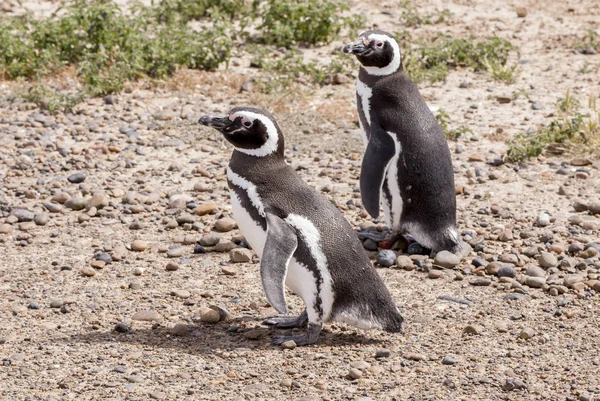 Pingüino magallánico de Punta Tombo Patagonia — Foto de Stock