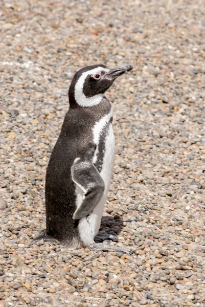 Магелланов пингвин из Пунта-Томбо-Патагония — стоковое фото