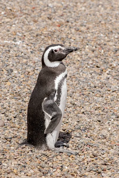 Punta Tombo Patagonya Macellan pengueni — Stok fotoğraf