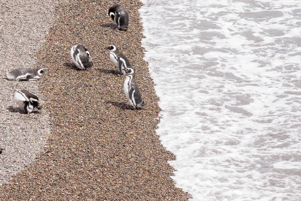 Pinguino Magellano di Punta Tombo Patagonia — Foto Stock