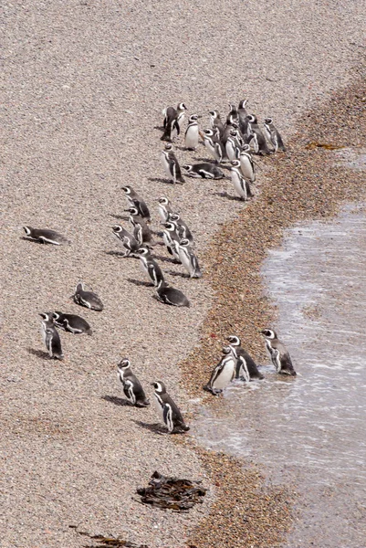 Punta Tombo Patagonya Macellan pengueni — Stok fotoğraf