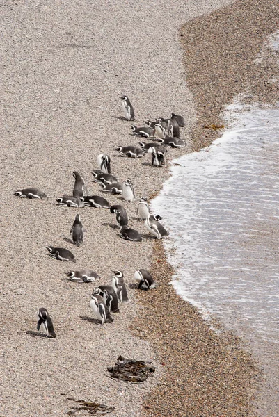 蓬塔通博巴塔哥尼亚的麦哲伦只企鹅 — 图库照片