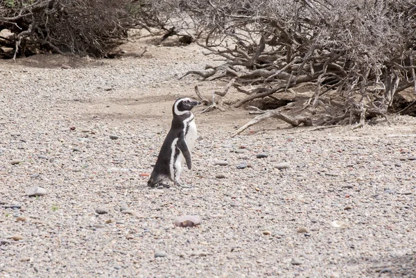 Punta Tombo Patagonya Macellan pengueni — Stok fotoğraf