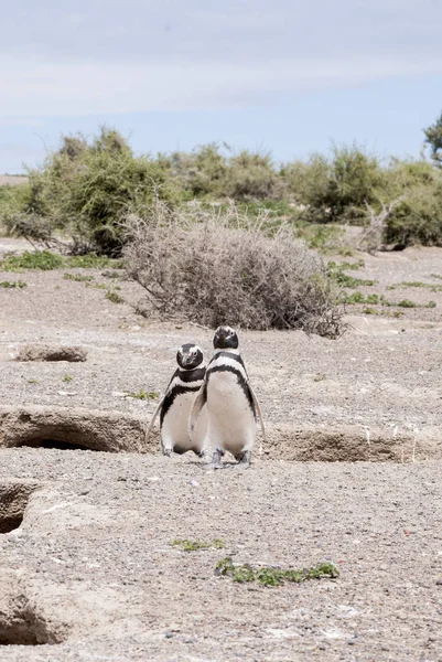 Pingüino magallánico de Punta Tombo Patagonia — Foto de Stock