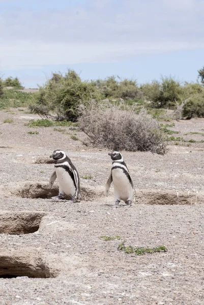Pingüino magallánico de Punta Tombo Patagonia —  Fotos de Stock