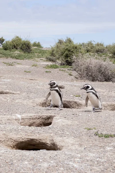 Punta Tombo Patagonya Macellan pengueni — Stok fotoğraf