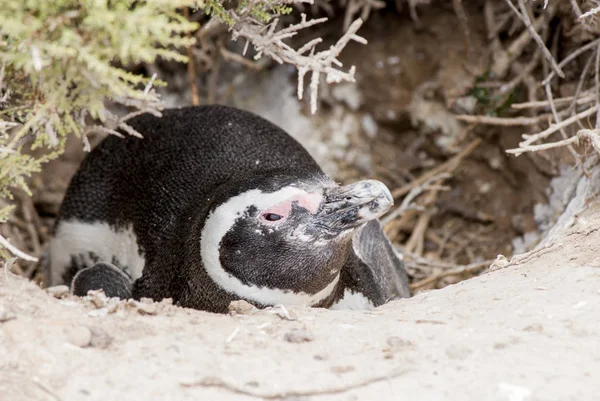 Pinguim de Magalhães de Punta Tombo Patagônia — Fotografia de Stock