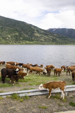 Cows in Patagonia - Chile clipart