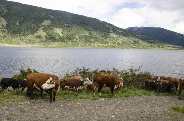 Kühe in Patagonien - Chili — Stockfoto