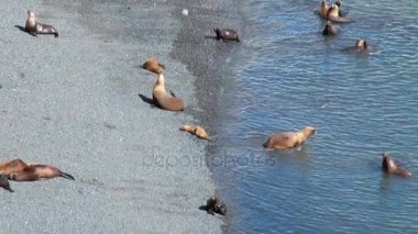 Güney Amerika Deniz Aslanları